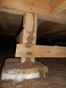 空中に蟻道が作られる！
